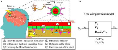 A Kinetic Model for Blood Biomarker Levels After Mild Traumatic Brain Injury